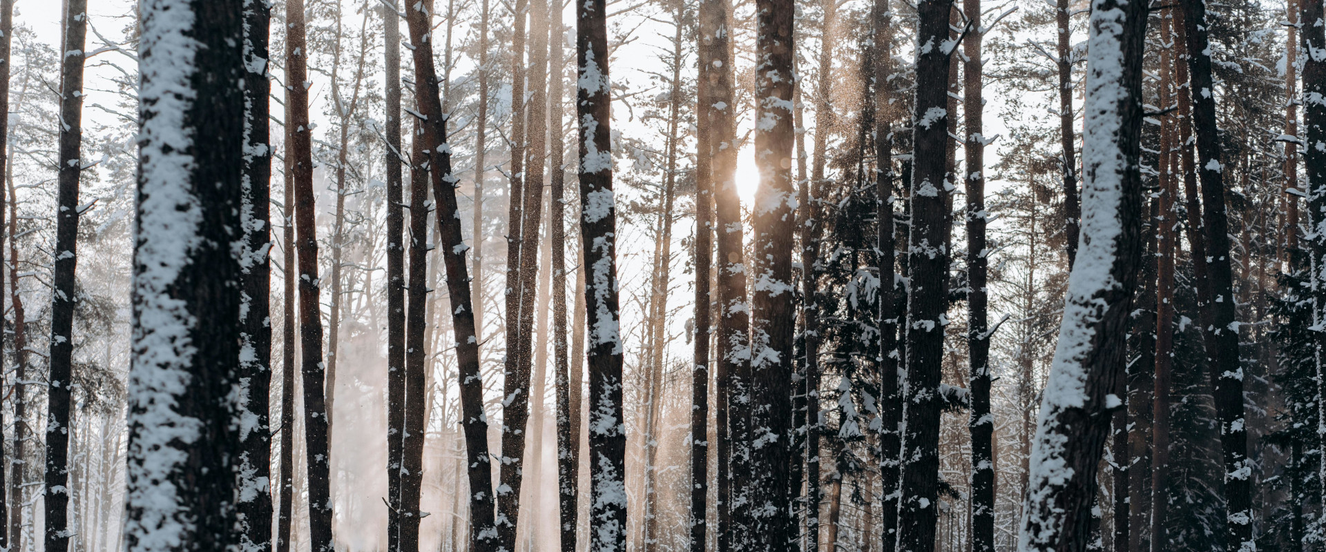 snowy pine trees
